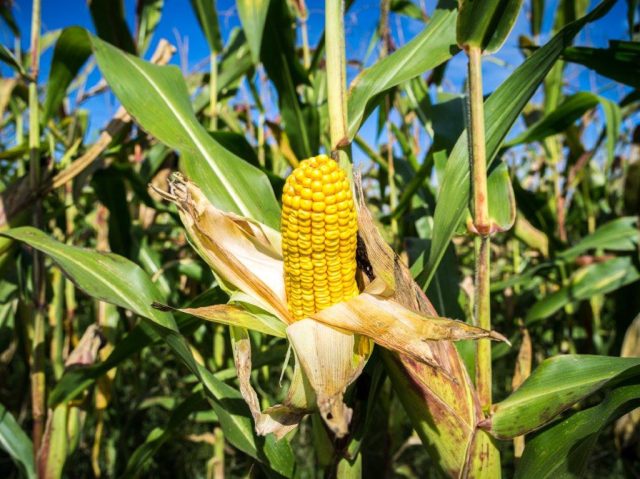 CASTAING/キャスタン ボナペティネット BON